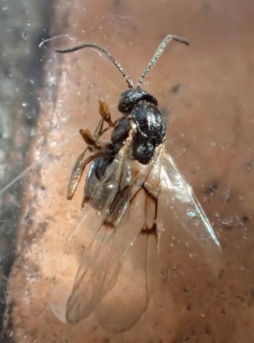 Réf. 203 009 : Neuroterus quercusbaccarum